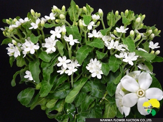 Oxypetalum Mable White.jpg